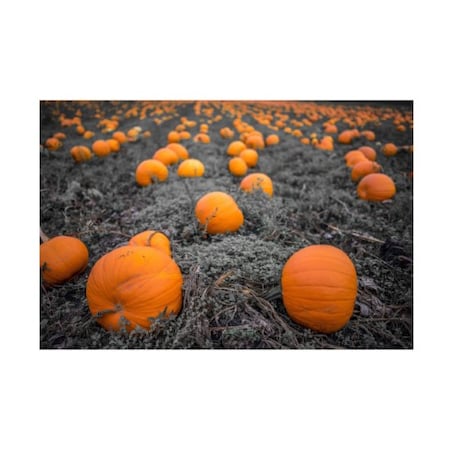 Tim Oldford 'Sea Of Pumpkins' Canvas Art,16x24